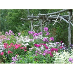 bylina Płomyk wiechowaty Blue Ice B425